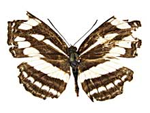 クリニオイデスミスジ♀表