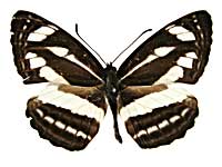 クリニオイデスミスジ♂表