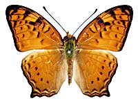 �V���n�I�i�K�^�e�n���\