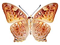 �V���n�I�i�K�^�e�n����