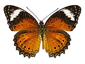 ペンテシレアハレギチョウ♂表