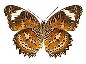 ペンテシレアハレギチョウ♂裏