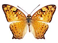 �V���n�I�i�K�^�e�n���\