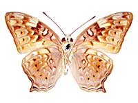 �V���n�I�i�K�^�e�n����