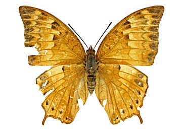 �A�b�t�B�j�X�t�^�I���\