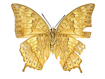 �A�b�t�B�j�X�t�^�I����