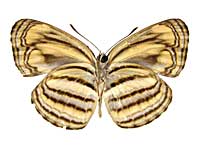 アンタラキンミスジ♂裏