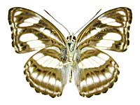 ネフテミナミイチモンジ♂裏