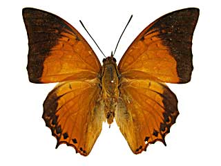 �A�b�t�B�j�X�t�^�I���\