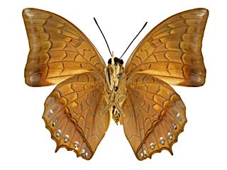 �A�b�t�B�j�X�t�^�I����