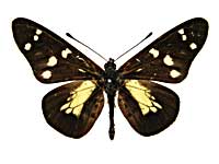 オレアスホソチョウ♂表