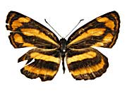 �z���h�j�A�L���~�X�W���\