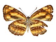 �z���h�j�A�L���~�X�W����