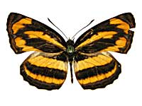 �z���h�j�A�L���~�X�W���\