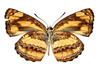 �z���h�j�A�L���~�X�W����