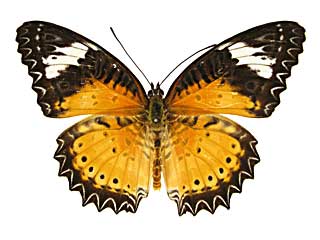 �L�A�l�n���M�`���E���\