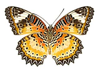 �L�A�l�n���M�`���E����