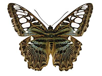 �V���E�B�A�g���t�^�e�n���\