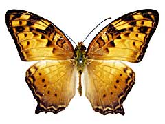 �V���n�I�i�K�^�e�n���\