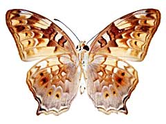 �V���n�I�i�K�^�e�n����