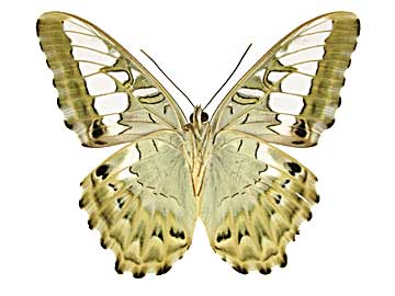 �V���E�B�A�g���t�^�e�n����