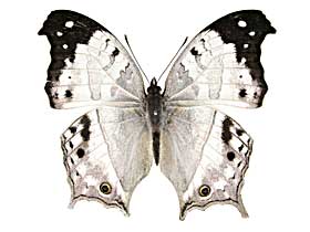 ドゥプレイシンジュタテハ♂表