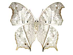 ドゥプレイシンジュタテハ♂裏