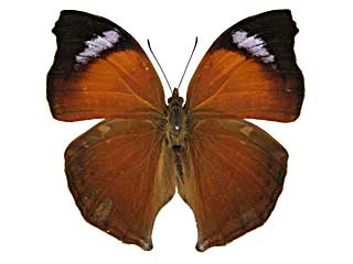 アンテワシンジュタテハ♂表