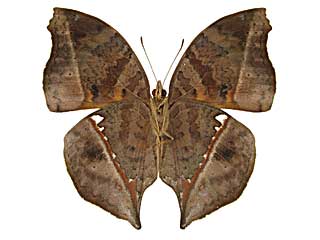 アンテワシンジュタテハ♂裏