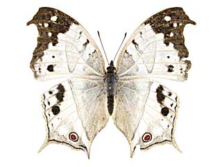 ドゥプレイシンジュタテハ♀表