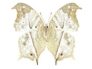 ドゥプレイシンジュタテハ♀裏