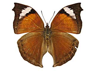 アンテワシンジュタテハ♀表