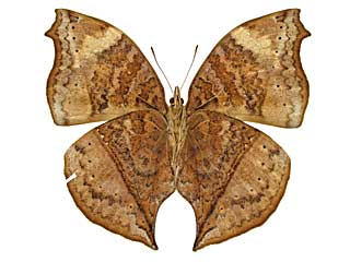 アンテワシンジュタテハ♀裏