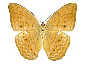 �e�B�P�~�i�~�q���E��������