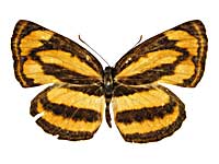 �z���h�j�A�L���~�X�W���\