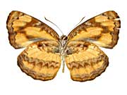 �z���h�j�A�L���~�X�W����