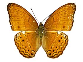 �e�B�P�~�i�~�q���E�������\