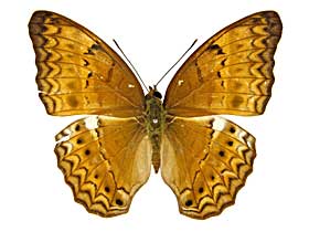 �e�B�P�~�i�~�q���E�������\