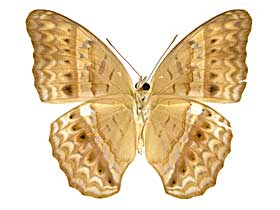 �e�B�P�~�i�~�q���E��������