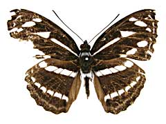 カンワミナミイチモンジ♀表