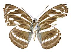 カンワミナミイチモンジ♀裏