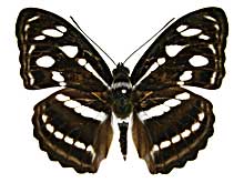 レタミナミイチモンジ♂表