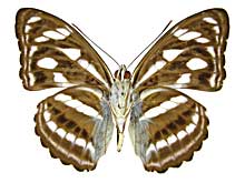 レタミナミイチモンジ♂裏