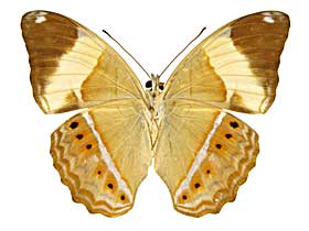 �I���b�T�~�i�~�q���E��������