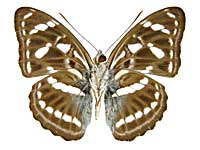 アドゥノラミナミイチモンジ♂裏