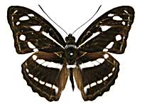 カンワミナミイチモンジ♂表