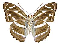 カンワミナミイチモンジ♂裏