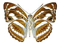 アッサミナミイチモンジ♂裏