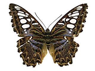 �V���E�B�A�g���t�^�e�n���\