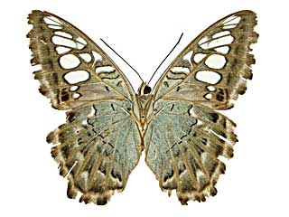 �V���E�B�A�g���t�^�e�n����